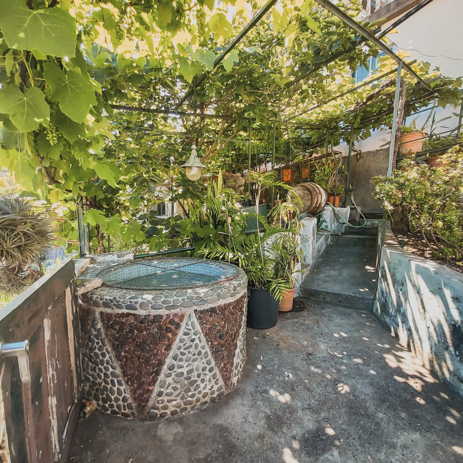 Garden terrace with grapevine at the Eco-CoLiving house