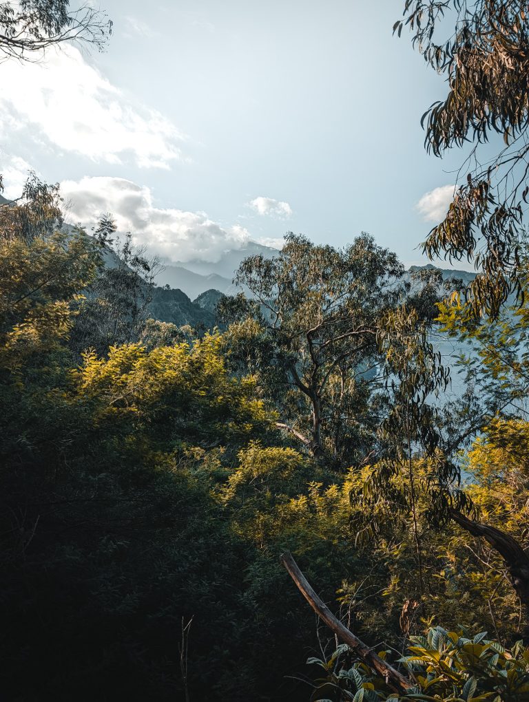Forest on the hills of Machico