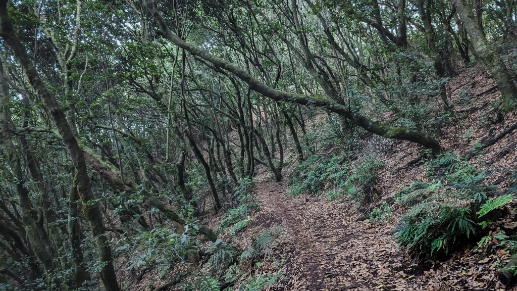 Path through the laurel forest