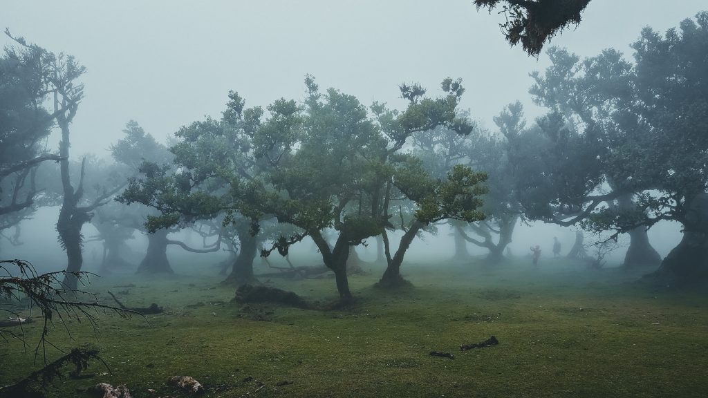 Old laurel trees in the fog of Fanal