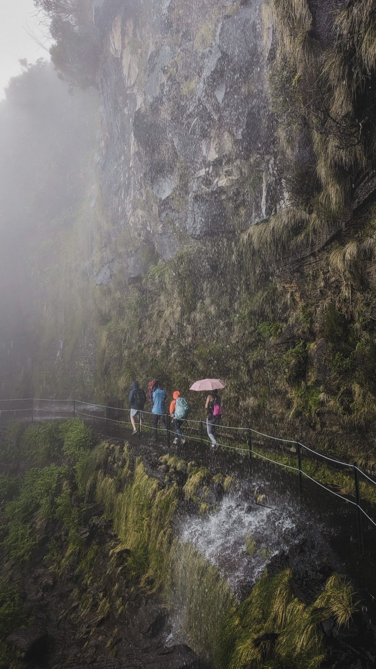 Misty forest on Madeira